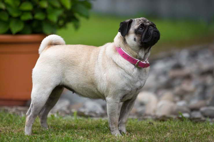 A Picture Of A Pug Dog