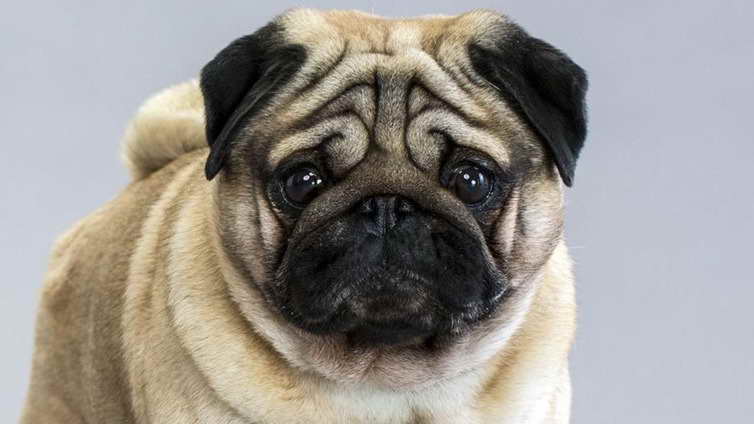 A Picture Of A Pug
