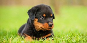 A Picture Of A Rottweiler