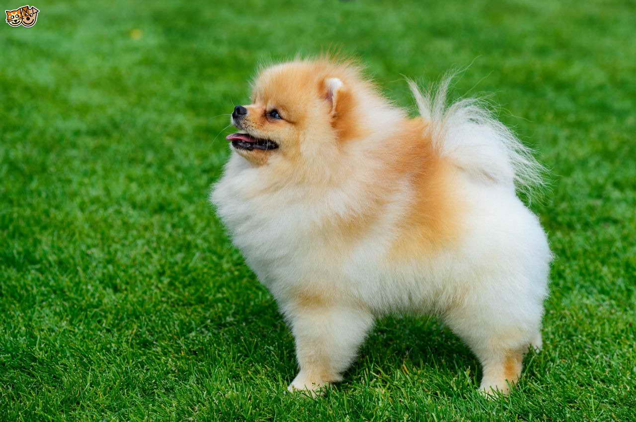 A Pomeranian Dog