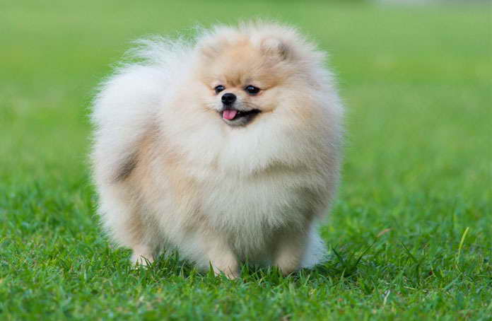 A Pomeranian
