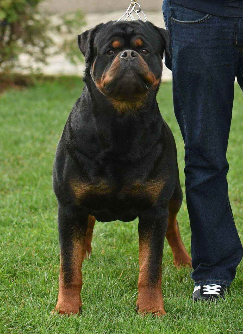 A Rottweiler For Sale