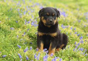 A Rottweiler Puppy