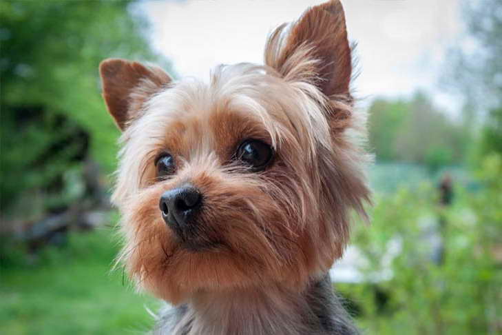 A Yorkie Terrier