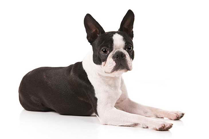 About Boston Terrier