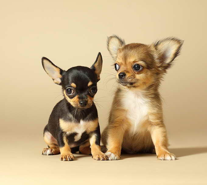 About Chihuahua Puppies
