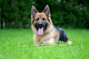 About German Shepherd