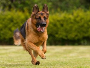 About German Shepherd Dog
