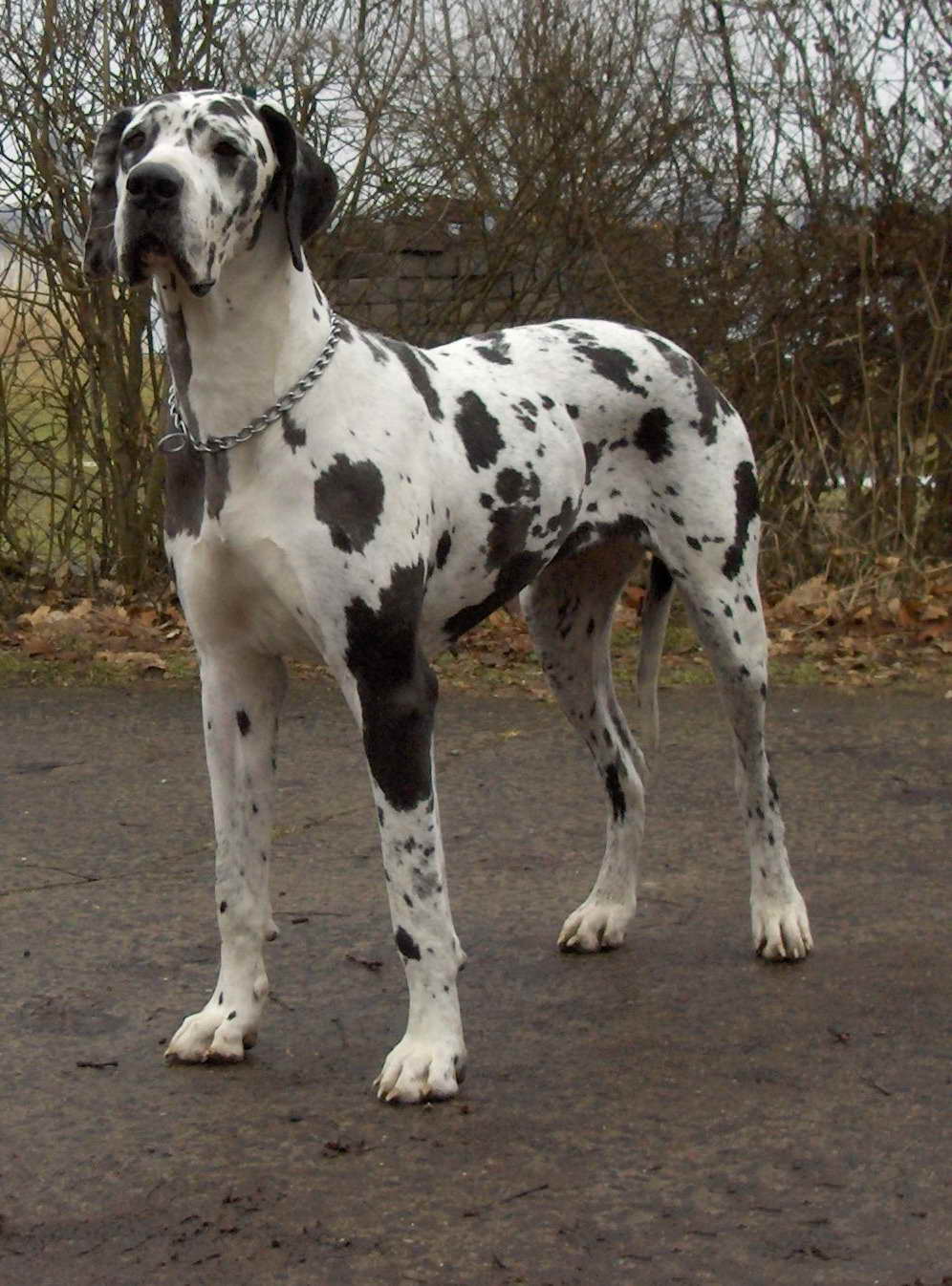 About Great Dane Dogs