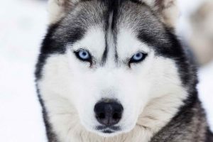 About Husky Dogs
