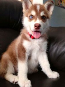 About Husky Puppies