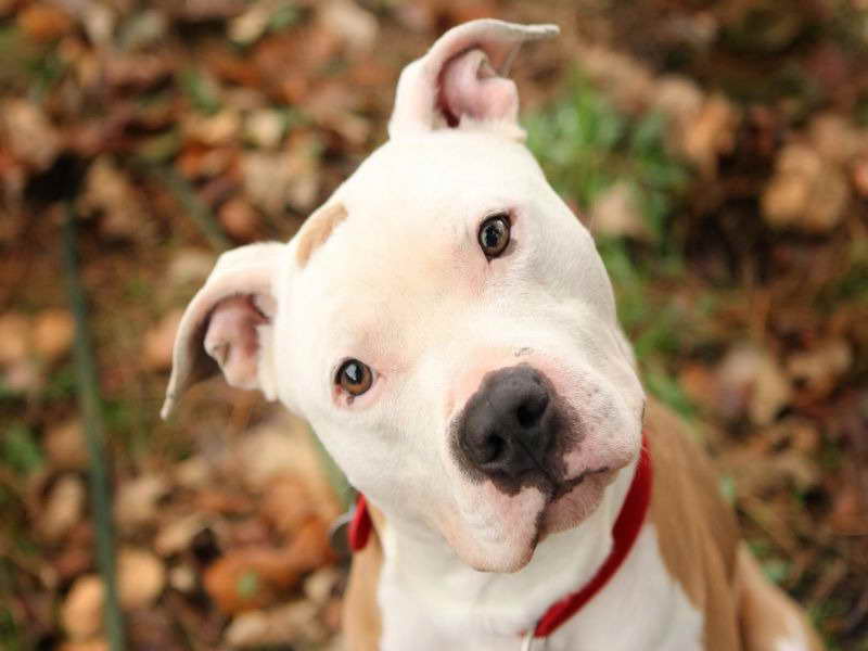About Pit Bull Dog