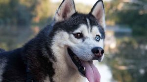 About Siberian Husky