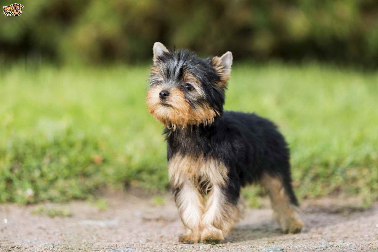 About Yorkshire Terrier