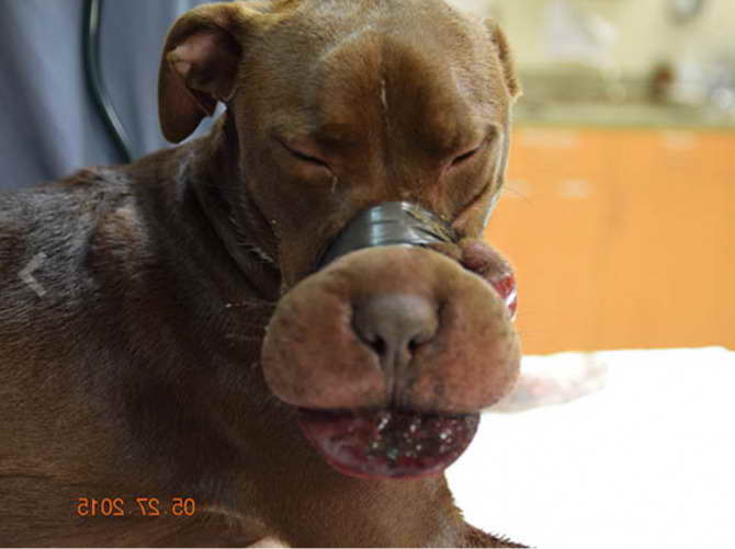 Abused Pit Bull