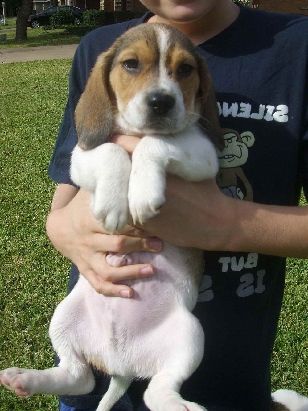 Adopt A Beagle Near Me