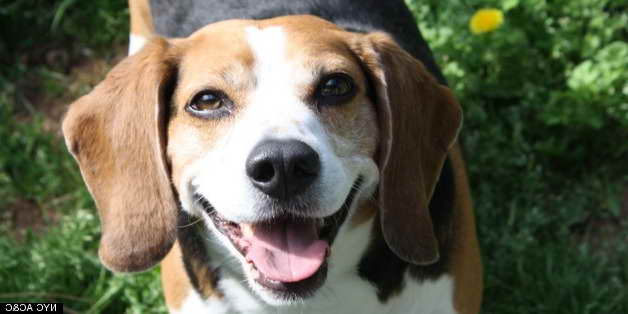 Adopt A Beagle Nyc