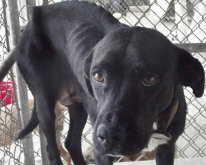 Adopt A Black Labrador