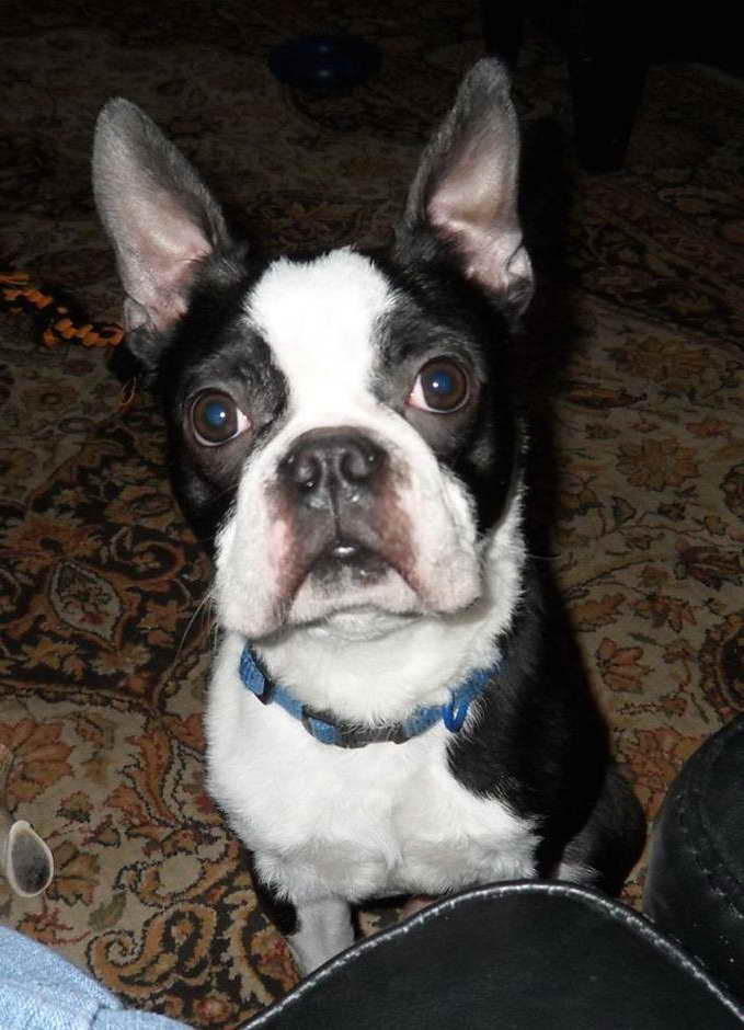 Adopt A Boston Terrier