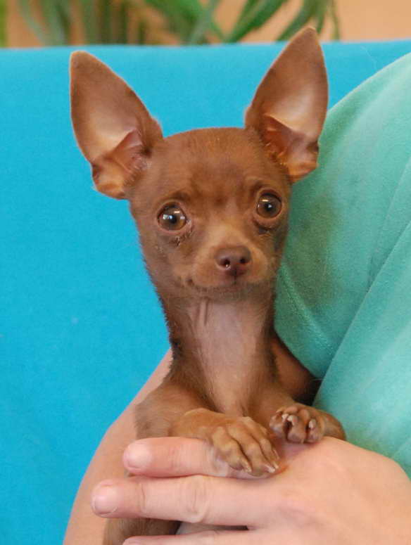 Adopt A Chihuahua Puppy