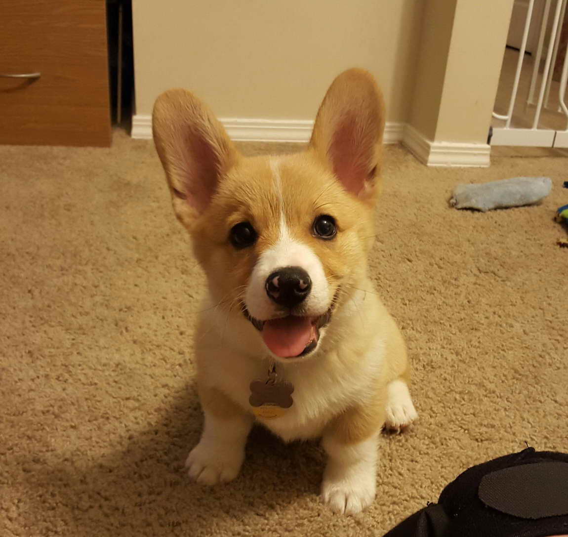 Adopt A Corgi