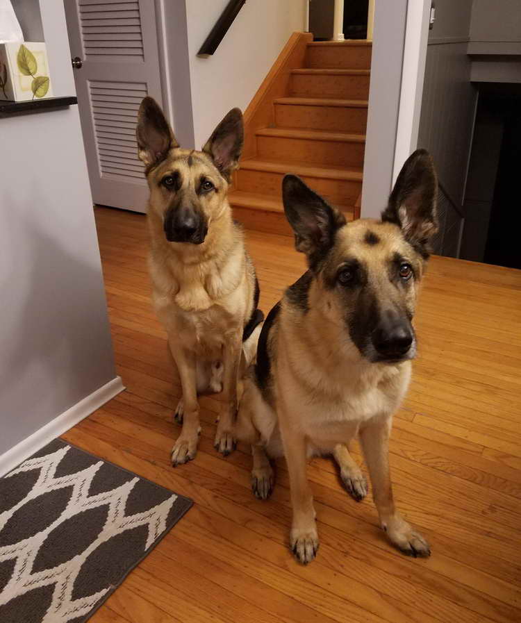 Adopt A German Shepherd Ny | PETSIDI