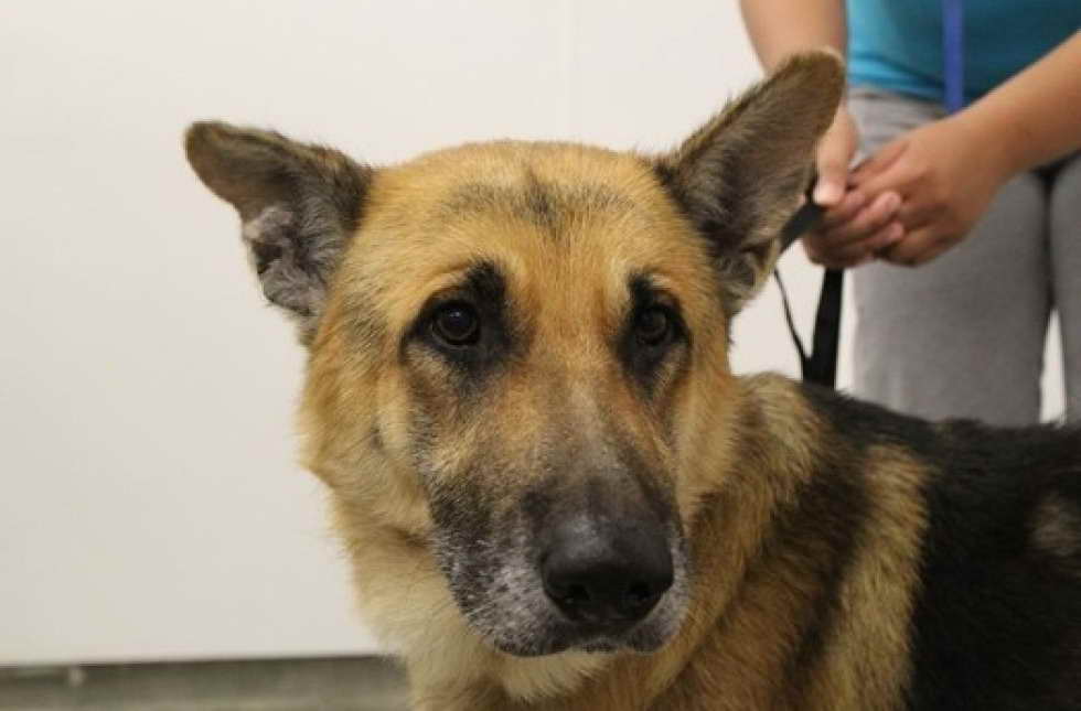 Adopt A German Shepherd Police Dog
