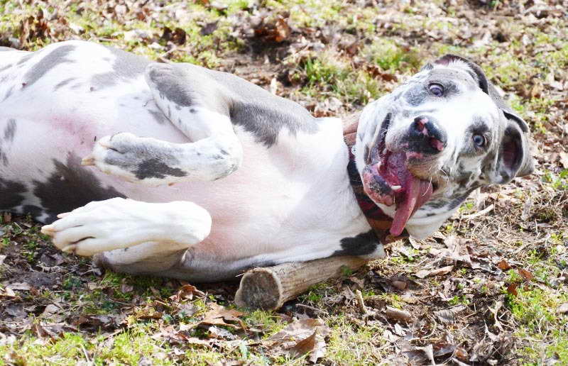 Adopt A Great Dane Near Me