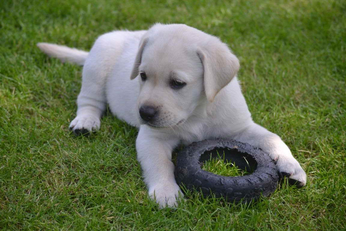 Adoption Free Labrador Puppies