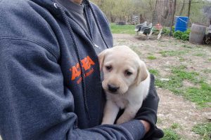 Adopt A Labrador Retriever Puppy