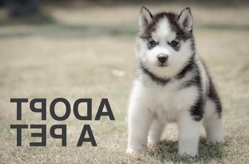 Adopt A Pet Husky