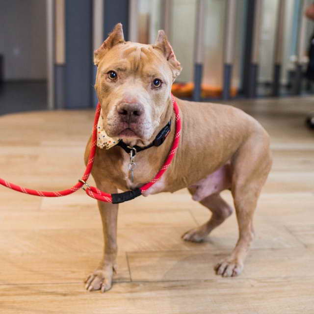 Adopt A Pit Bull Nyc