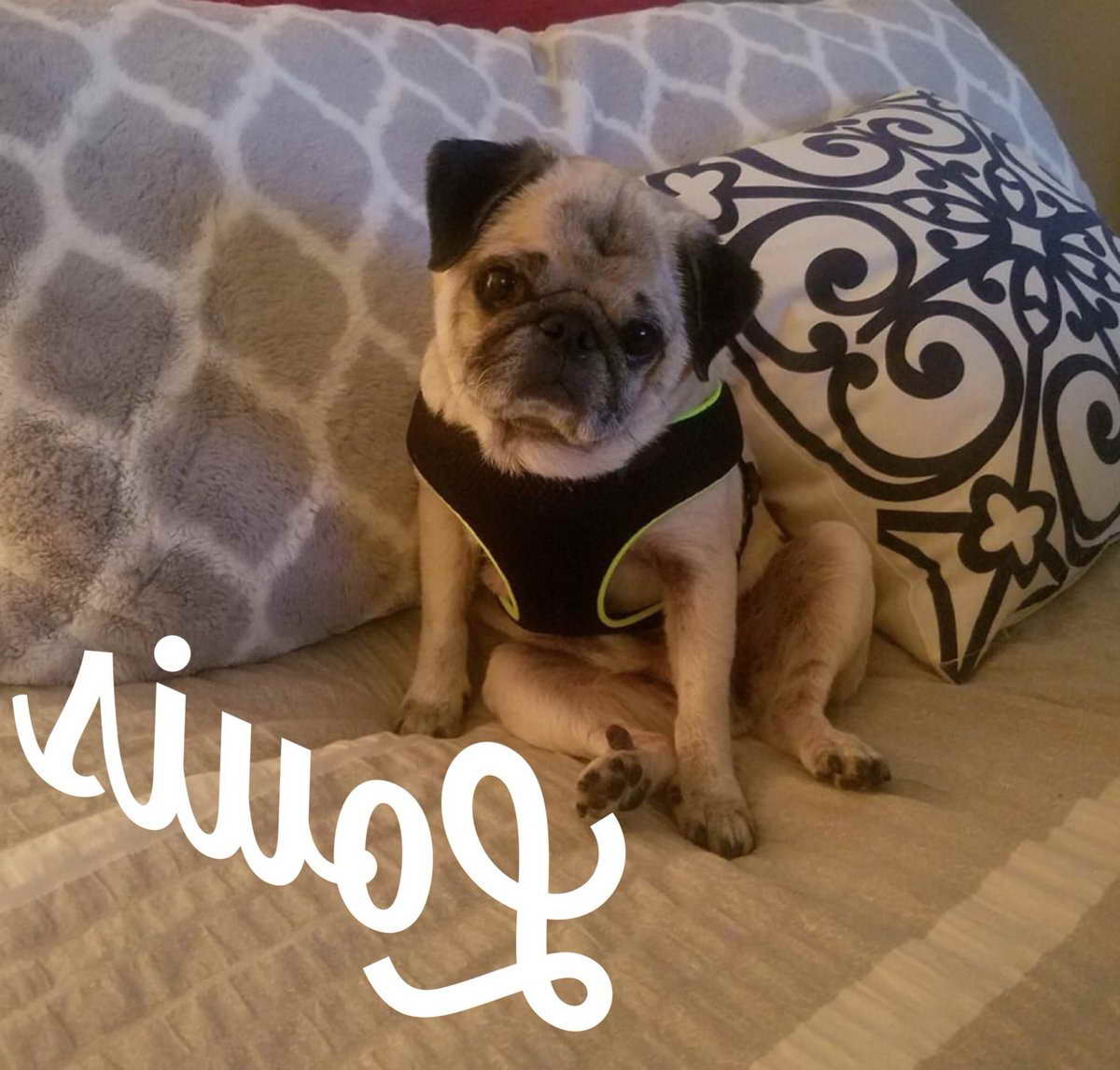 Adopt A Pug Houston