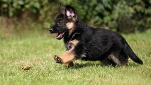 Adopt A Puppy German Shepherd
