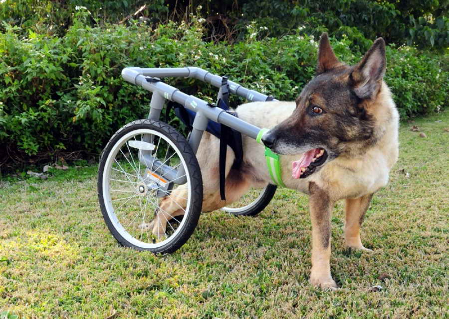 Adopt A Retired Military German Shepherd | PETSIDI