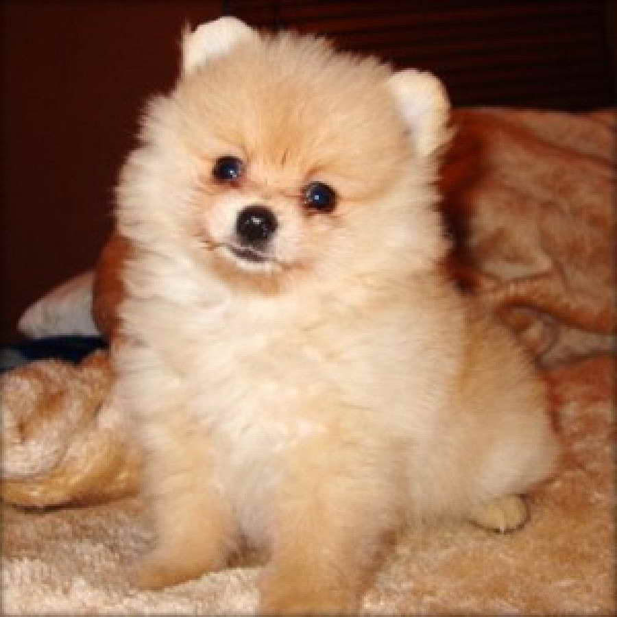 Adopt A Teacup Pomeranian For Free | PETSIDI