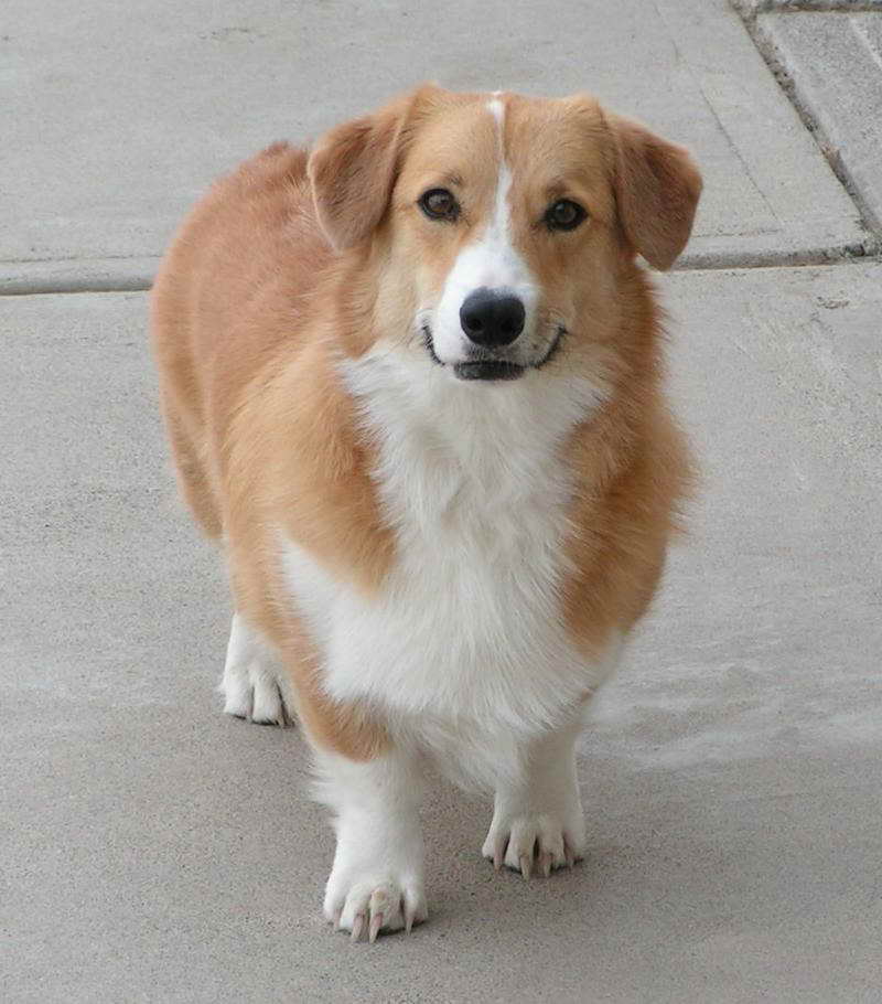 Adopt A Welsh Corgi