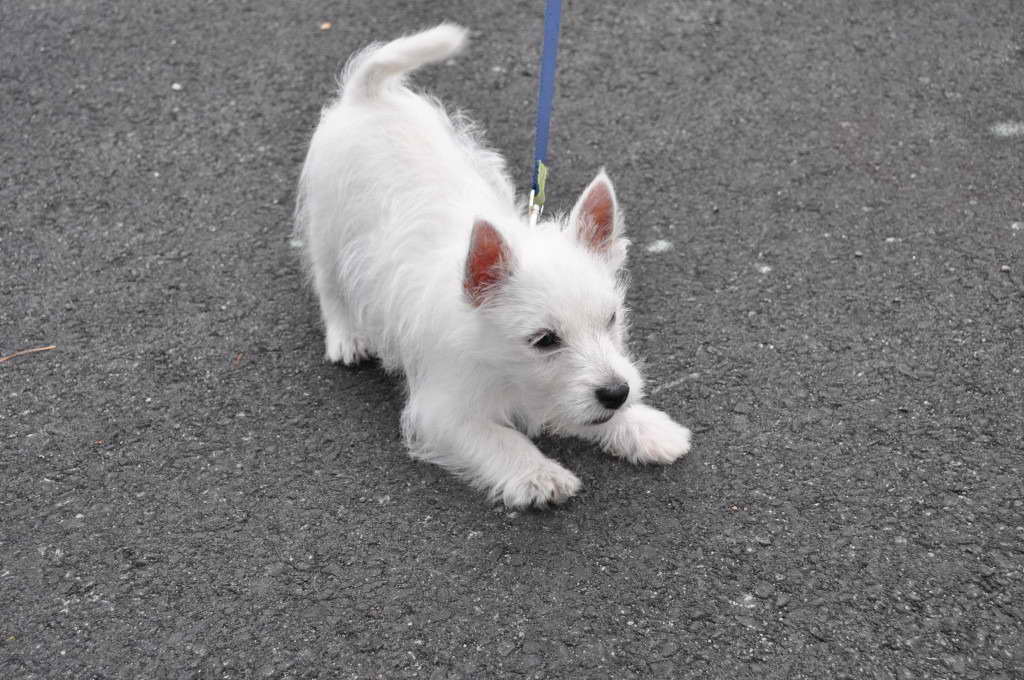 Adopt A West Highland Terrier