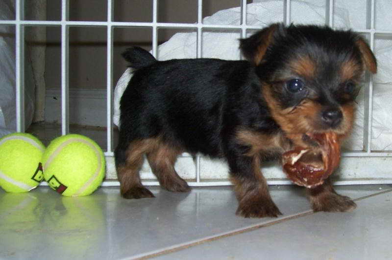 Adopt A Yorkshire Terrier
