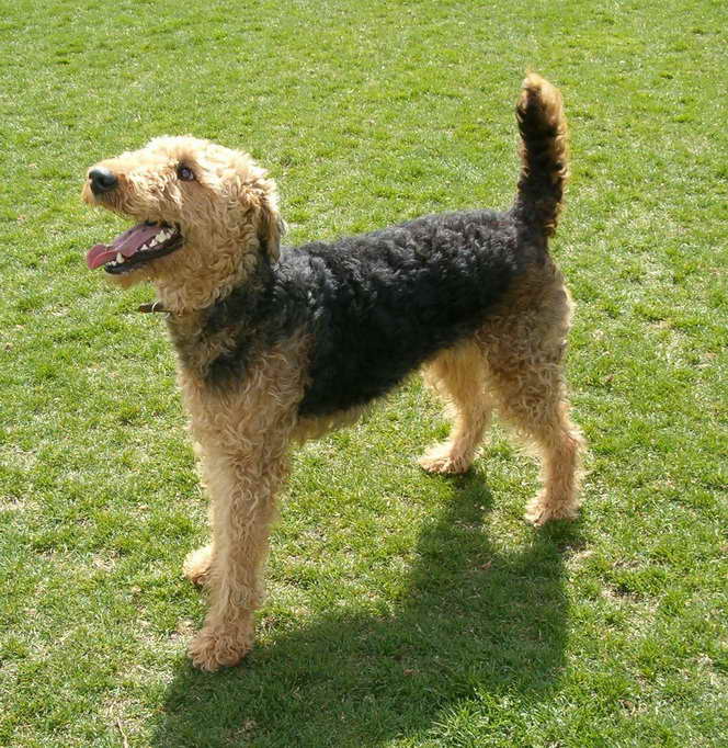 Adopt Airedale Terrier