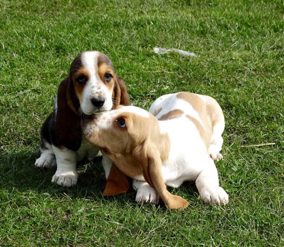 Adopt Basset Hound Puppies