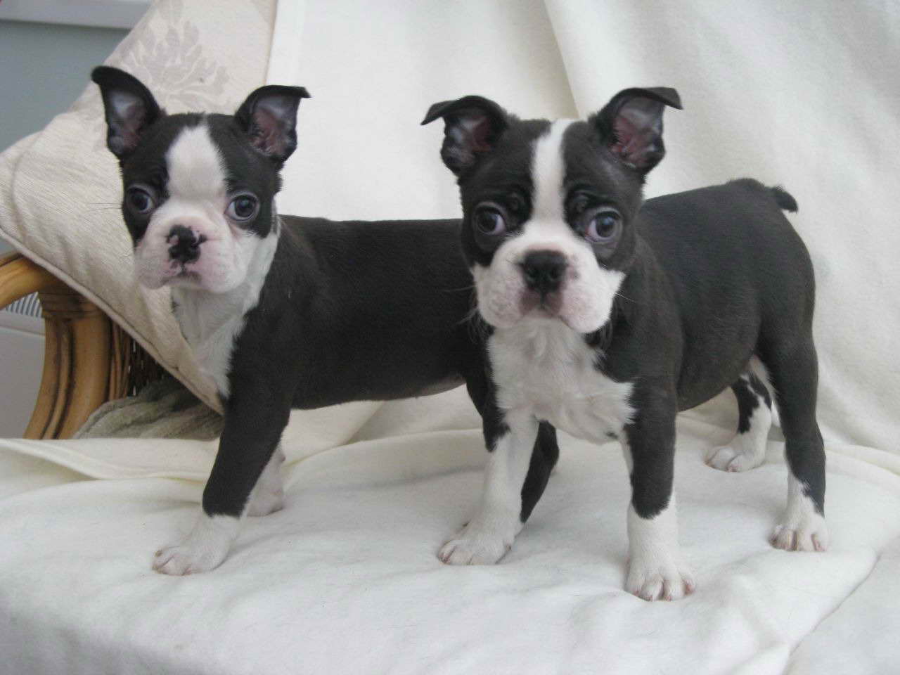 Adopt Boston Terrier Puppies PETSIDI