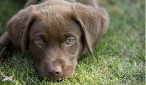 Adopt Chocolate Labrador Puppy