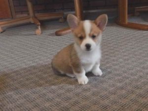Adopt Corgi Puppies