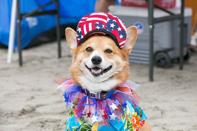 Adopt Corgi Southern California