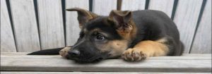 Adopt German Shepherd Dogs