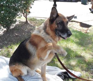 Adopt German Shepherd Nj