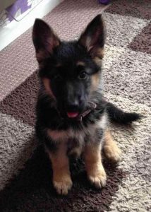 Adopt German Shepherd Puppy