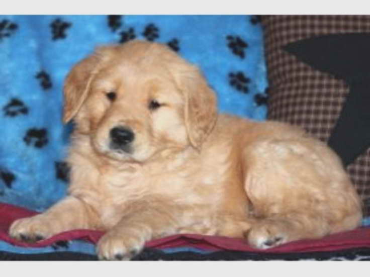 Adopt Golden Retriever Ny