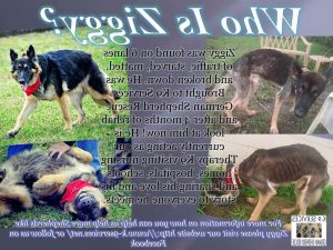 Adopt K9 German Shepherd